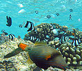 Orange-lined Triggerfish3.jpg