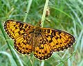 P1010009w Boloria selene.jpg