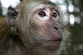 Primate5.jpg