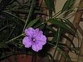 Ruellia angustifolia 1.JPG