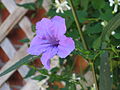 Ruellia angustifolia 2.JPG