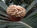 Sago Palm.jpg