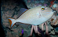 Sargassum triggerfish Xanthichthys ringens.jpg