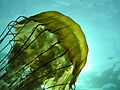 Sea nettle (Chrysaora fuscescens).jpg