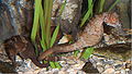 Seahorse-aquarium.jpg
