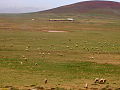 Sheep grazing in Morocco.jpg