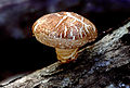 Shiitake mushroom.jpg