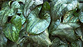 Showy Sichuan Ginger Leaves Asarum splendens 3000px.jpg