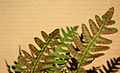Close up of the underside of a fertile frond of Polypodium virginianum.