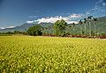 Taiwan 2009 HuaLien Rice Paddy at Foot of Mountain FRD 6130 Book Back Cover.jpg