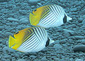 Threadfin Butterflyfish.jpg