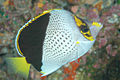 Tinker's Butterflyfish.jpg