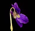 Viola odorata4 ies.jpg