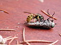 Wasp-vespula-vulgaris-vs-horsefly-tabanus-bromius 2v4.jpg
