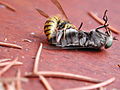 Wasp-vespula-vulgaris-vs-horsefly-tabanus-bromius 3v4.jpg