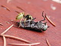 Wasp-vespula-vulgaris-vs-horsefly-tabanus-bromius 4v4.jpg