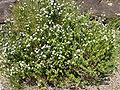 Westringia fruticosa 01.jpg