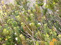 Westringia fruticosa habit.jpg