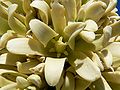Yucca brevifolia flower.jpg