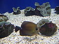 Zebrasoma scopas.1 - Aquarium Finisterrae.JPG