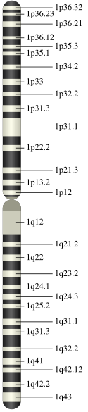 Map of Chromosome 1
