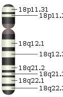 Chromosome 18.svg