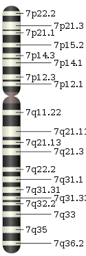 Chromosome 7.svg