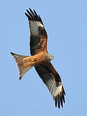 Red Kite (Milvus milvus) in flight, showing remiges and rectrices