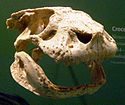 Simosuchus clarki skull.jpg