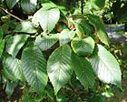 RN Ulmus Coolshade leaves.JPG