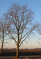 RN Ulmus hollandica Commelin winter.JPG