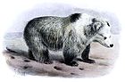 Tibetan Blue Bear - Ursus arctos pruinosus - Joseph Smit crop.jpg