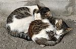 Two cats curled up together