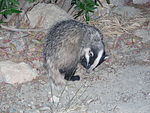 Badger Crete.jpg
