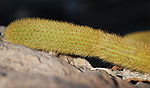 Close up of Cleistocactus winteri plant