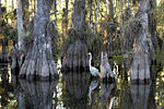 Everglades National Park cypress.jpg