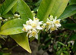 Flowers of Fortunella margarita shown on the branch