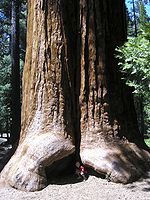Giant sequoia-national-monument-jason-hickey.jpg