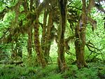 Hoh Rain Forest Maples.JPG