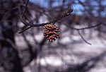 Lodgepole pine cone after fire.jpg
