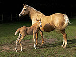 Adult horse, presumably female, standing behind a baby horse.  The adult horse is palomino, a golden color.  The baby horse is chestnut, a light red-brown color.