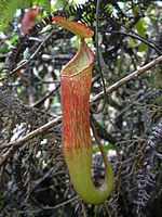 Nepenthes maxima11.jpg