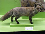 Spanish red fox.jpg