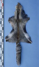 Vulpes vulpes (Turkey) fur skin.jpg