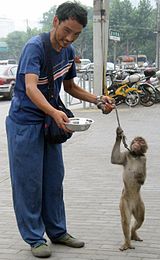 Shanghai-monkey.jpg