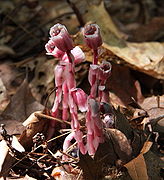 Monotropa uniflora displaying a red coloration.