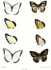Appias hippoides 540.png