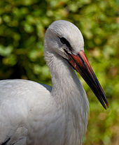 Head, neck and upper body of a white stork with a long beak with is reddish at the base fading to black at the tip