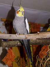 A slender mainly grey male crested parrot with a yellow and orange head perched on a horizontal wooden branch place high in a room
