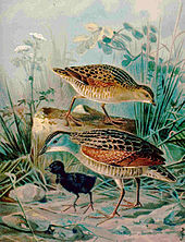 Old painting of two adults with a black, downy chick
